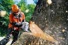 На Приморском бульваре обнаружены опасные деревья ФОТО