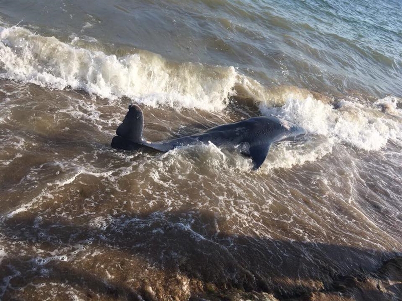   На пляже в Фонтанке нашли мертвого дельфина