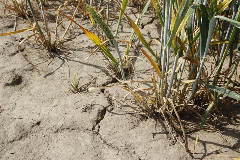 Одесская область из-за засухи потеряла 15% урожая озимых 