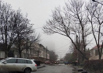 В Одессе древопад