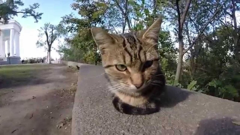 Новый этап бесплатной стерилизации и вакцинации бездомных котов и кошек начался в Одессе