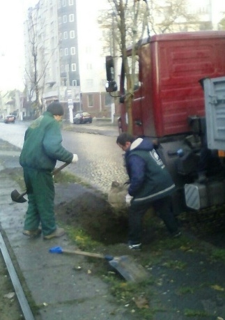 На Болгарской высадят 25 ясеней