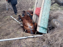 Опубликованы фото спасения из дренажного колодца коня