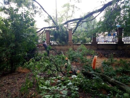 Во время непогоды в Одессе упали шесть деревьев