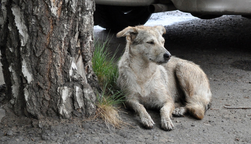 В Одессе снова активизировались догхантеры: убита собака