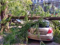 В центре Одессы на машины упало дерево