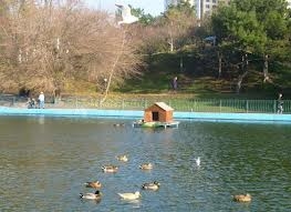 Одесские черепахи выживут под корой льда, - чиновники 