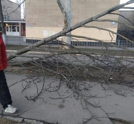 Шквальный ветер в Одессе повалил несколько деревьев и билборд