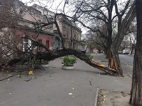 В Одессе продолжается древопад