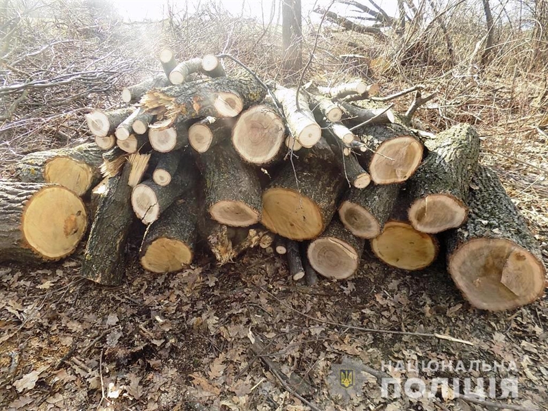   Два жителя Подольского района незаконно рубили деревья в лесу