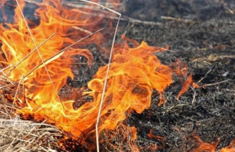 В Беляевском районе спасли урожай пшеницы от пожара
