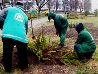 На площади Деревянко высадили больше двух тысяч кустов роз