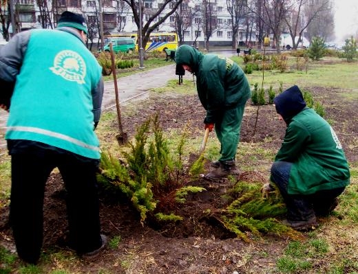 На площади Деревянко высадили больше двух тысяч кустов роз