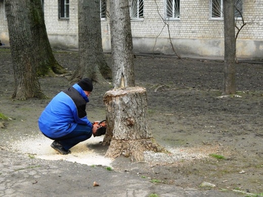 В Одессе неизвестные массово вырубают деревья