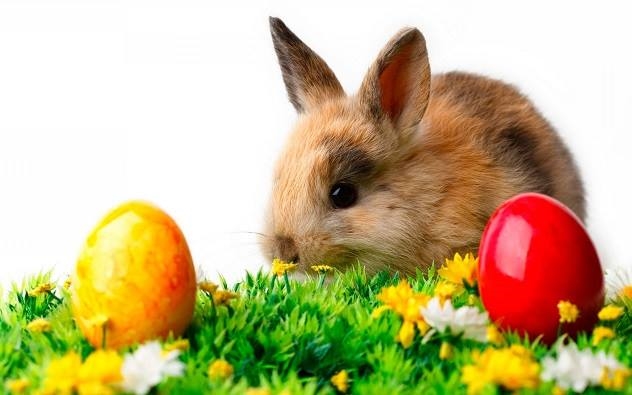 В Одесском зоопарке состоится праздник «Приключения Пасхального кролика»