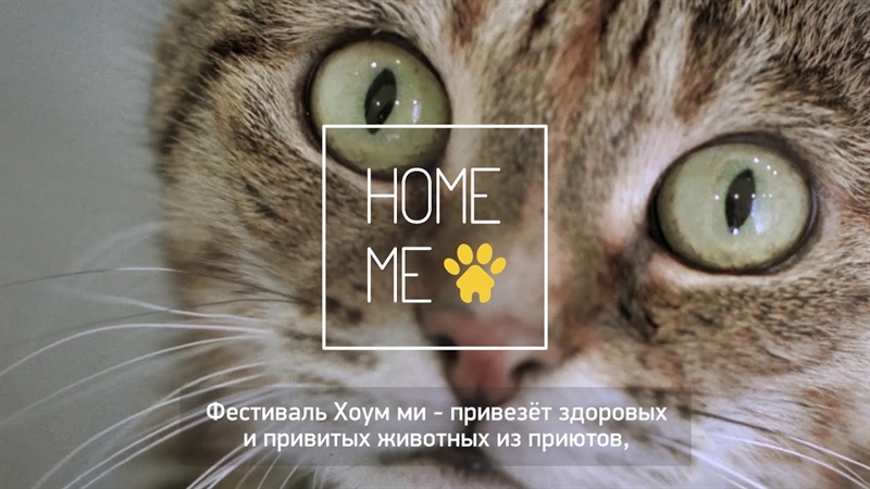 В Одессе состоится фестиваль бездомных животных «Home Me Fest»