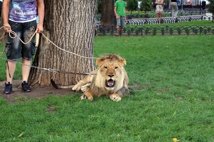 В Одессе цирк устроил экстремальную прогулку со львом ФОТО