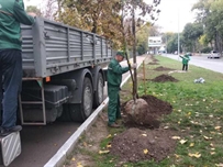 На проспекте Гагарина появилась аллея платанов