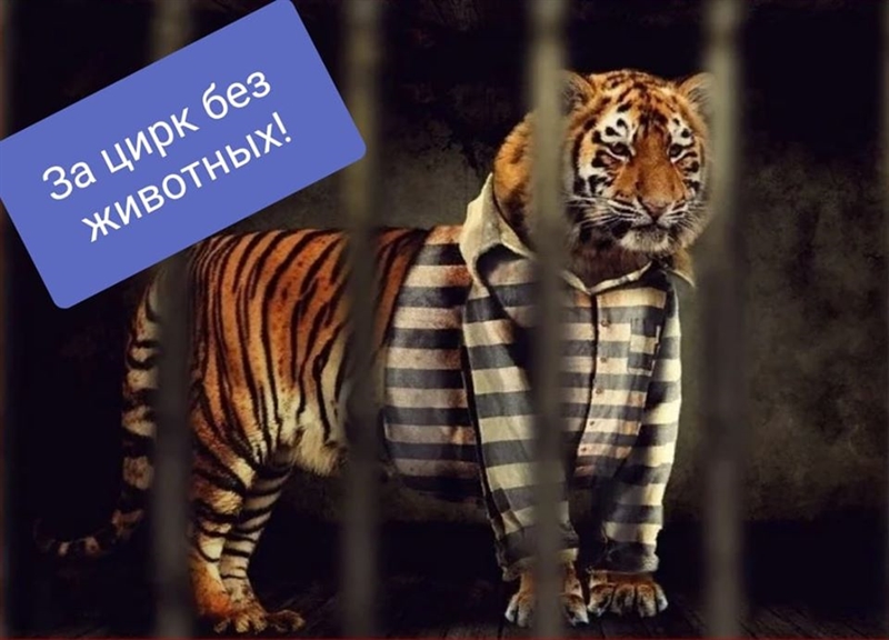 Одесские зоозащитники планируют пикетировать городской цирк