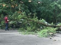 На Пересыпи дерево упало на припаркованный автомобиль