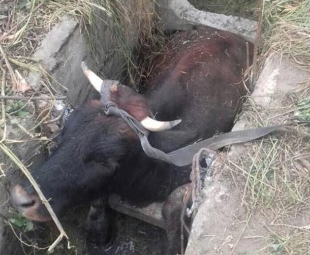 В Березовском районе корова упала в ливневую яму