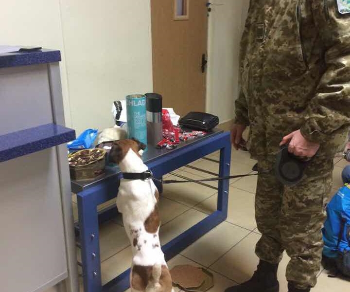 В одесском аэропорту пограничный пес обнаружил кокаин