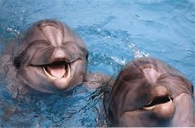Источник: Бассейн на территории СКА не работает из-за дельфинов