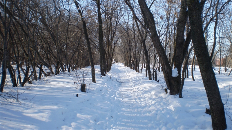 Одесская область: в лесополосе нашли обледеневший труп мужчины