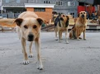 В Одессе на Молдаванке началась массовая травля собак