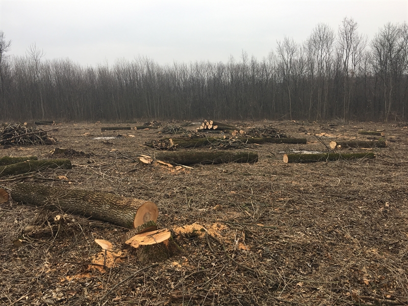 В Одесской области работники лесного хозяйства украли и продали древесину госпредприятия 