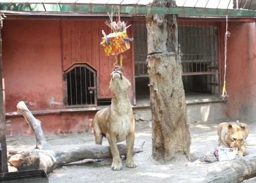 В Одессе слона угощали арбузами, а тиграм устроили праздник