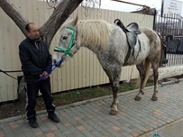 В Одессе с ипподрома украли коня