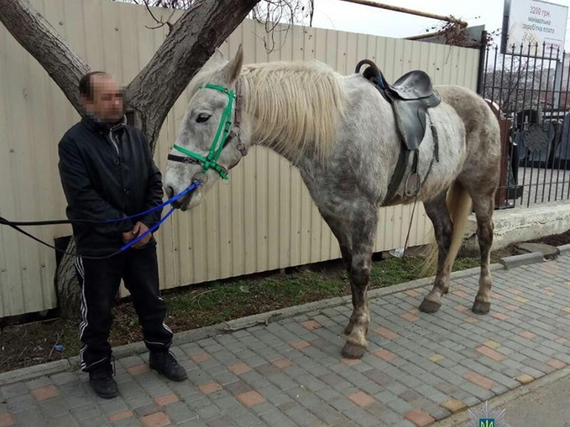 В Одессе с ипподрома украли коня