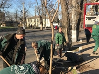 В Одессе на выходных высадили туи и ясени