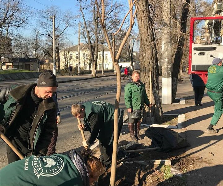 В Одессе на выходных высадили туи и ясени