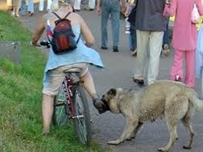 Каждый день в Одессе страдают люди от укусов бездомных собак