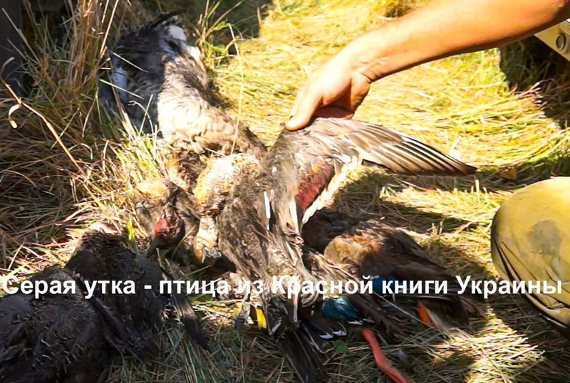 В «Тузловских лиманах» браконьеры устроили охоту на краснокнижных птиц