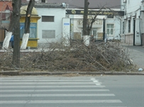 «Горзелентрест» не справляется с уборкой веток ФОТО