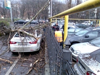 Дерево превратило одесскую иномарку в НЛО. Коммунальщики работали с «деревянными» лицами ФОТО ВИДЕО