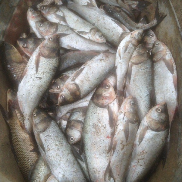 В Одесской области рыбак-нарушитель поймал сетками более 45 кг рыбы 