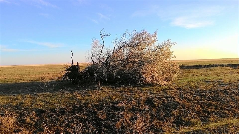 В Одесской области уничтожают уникальную степь, - эколог 