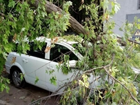 В Одессе на два автомобиля обрушились деревья