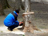 На одесских Черемушках массово корчуют деревья ФОТО