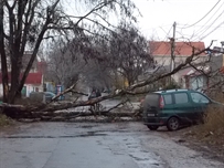 Буйство стихии: из-за упавшего дерева перекрыло полностью движение на улице, чудом не пострадала электроподстанция ФОТО