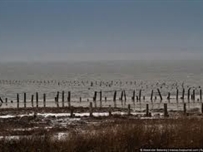 Редкое явление на одесском Куяльнике ФОТО