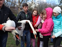 В озеро одесского парка Победы выпустили лебедей ФОТОРЕПОРТАЖ