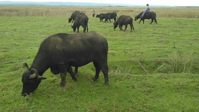 В Одесской области поселились водяные буйволы