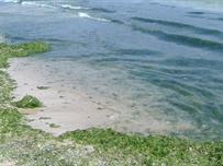 На Одесских пляжах морская вода «цветет и пахнет» из-за канализации