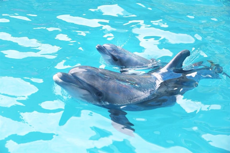 В одесском дельфинарии во время представления родился дельфиненок