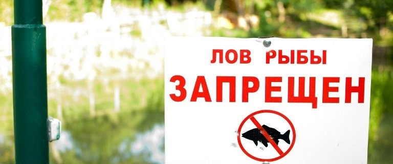 В Одесской области запретили промысловый лов сельди